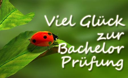 Glückskäfer als Bild mit Spruch zur Bachelor Prüfung