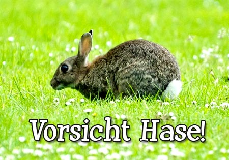 Vorsich Hase! Ostergrüße für WhatsApp